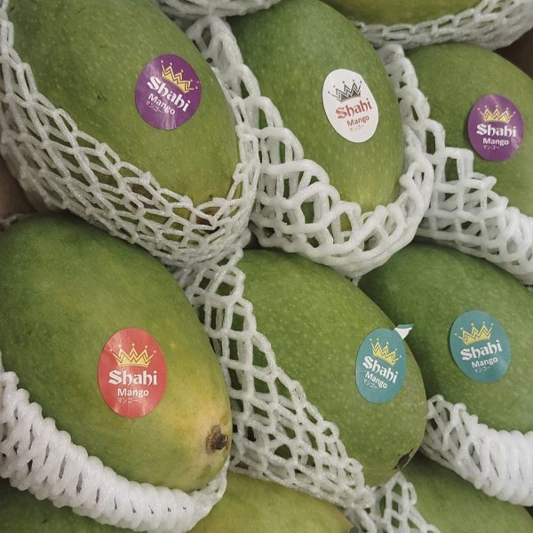 Shahi Chaunsa Mango (Box of 12 Mangoes)
